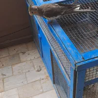 عروس هلندی سخن گو