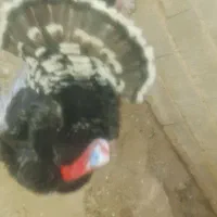 بوقلمون فروشی