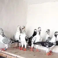 بزک