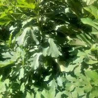 آب فروشی روستای سعید اباد