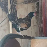 جوجه مرغ خروس سیبرایت زینتی|حیوانات مزرعه|کرمانشاه, |دیوار