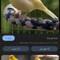 قناری نر یکساله