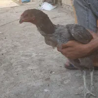 سه تا مرغ لاری اصیل ی مشکی ی طوسی ی دست ی سرخ|حیوانات مزرعه|تهران, افسریه جنوبی|دیوار