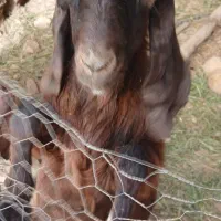 ۳‌عدد‌بز‌پاکستانی