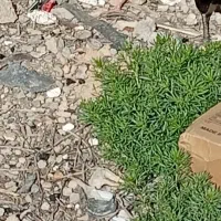 دوتا خروس|پرنده|هندیجان, |دیوار