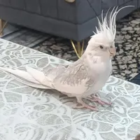 عروس هلندی گم شده