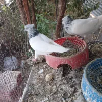 کبوتر|پرنده|نرماشیر, |دیوار