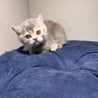 دختر بریتیش سیلور مو کوتاه|گربه|اصفهان, رزمندگان|دیوار