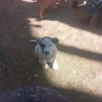 توله نر الابای