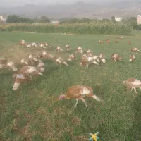بوربون