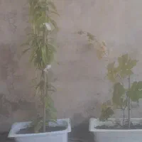 نهال میوه.