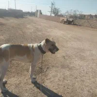 سگ رمگی|سگ|تربت‌حیدریه, طالقانی|دیوار