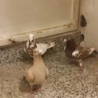 فروش سه عددفرش کفتزفروشی