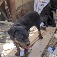 سگ کن کورسو