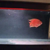 آکواریوم ۱۵۰ سانتی ماهیران دایر با تمام لوازم