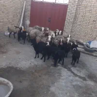 ۱۵‌راس‌‌میش‌بره‌مهربانی‌‌کله‌سفید