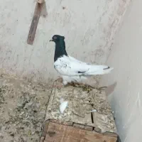 کبوتر کله ماده|پرنده|بجنورد, |دیوار