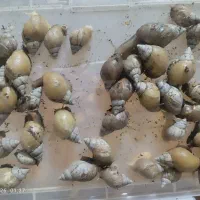 فروش حلزون خانگی