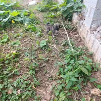 واگذاری توله سرابی|سگ|رشت, لاکان شهر|دیوار