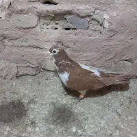 چپ کلاغ دم نر