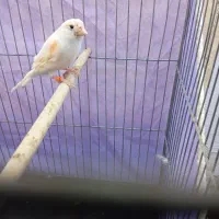 قناری موزاییکی نر