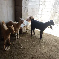 کهره ابستن  و یک کهره نر