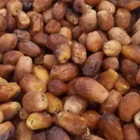 خرمای خاصو لپه محلی  نخود لوبیا چیتی روغن گوسفندی|خوردنی و آشامیدنی|شیراز, گویم|دیوار