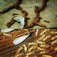 سم پاشی تضمینی .و بدون بازگشت