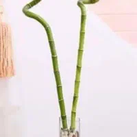 فروش گل بامبو