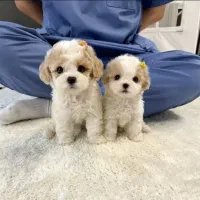 توله سگ اپارتمانی گوگولی جیبی|سگ|تهران, جنت‌آباد جنوبی|دیوار