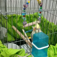 جوجه عروس هلندی ابلق کشیده|پرنده|پاکدشت, پاکدشت (مامازند)|دیوار