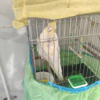 فروش یا معاوضه طوطی عروس|پرنده|محمدیه-قزوین, |دیوار