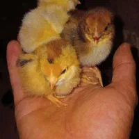 فروش جوجه گلپایگانی واکسن خورده یک هفته ای