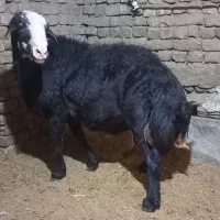 قوچ و بره قوچ کیلویی