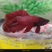 ماهی فایتر قرمز