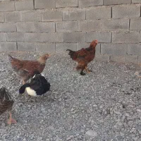 جوجه مرغ ، خروس و اردک