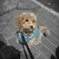 توله پودل مینی|سگ|مشهد, دانشجو|دیوار