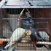 یک جفت عروس هلندی با 4تخم