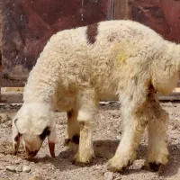 بره شیری درشت(شیشک تقلی میش کهره)