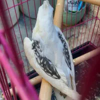دوتا عروس هلندی دوکت اصیل.معاوضه مرغ خروس