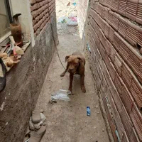 سگ پیتبول