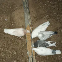 کفتر کبوتر|پرنده|تکاب, |دیوار