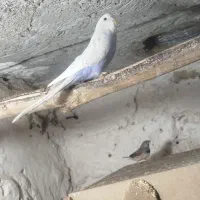 مرغ عشق|پرنده|زابل, |دیوار