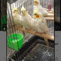 برعهده گرفتن سرپرستی یک جفت پرنده خانگی