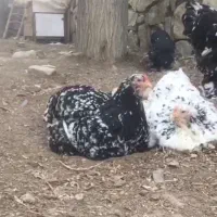 ویاندوت برهما اورپینگتون ورورک ردآیلند|حیوانات مزرعه|اصفهان, جلفا|دیوار
