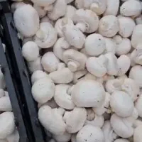 پخش قارچ