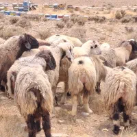 میش|حیوانات مزرعه|شیراز, شهرک والفجر|دیوار