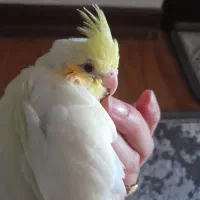 جوجه عروس هلندی