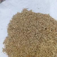 جو محلی برای تُم