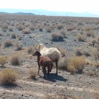 میش بره بزرگ